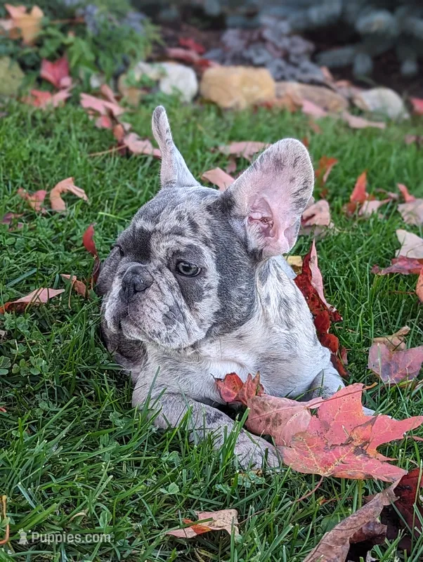 Ty – French Bulldog puppy for sale in Newville, PA