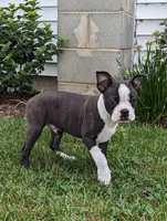 Benji, a male Boston Terrier for sale in Newville, PA – 3 of 3