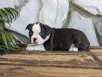 Winston, a male Boston Terrier for sale in Newville, PA – 3 of 3
