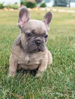 Storm, a male French Bulldog for sale in Newville, PA – 2 of 3