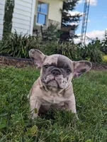 Toby, a male French Bulldog for sale in Newville, PA – 1 of 3