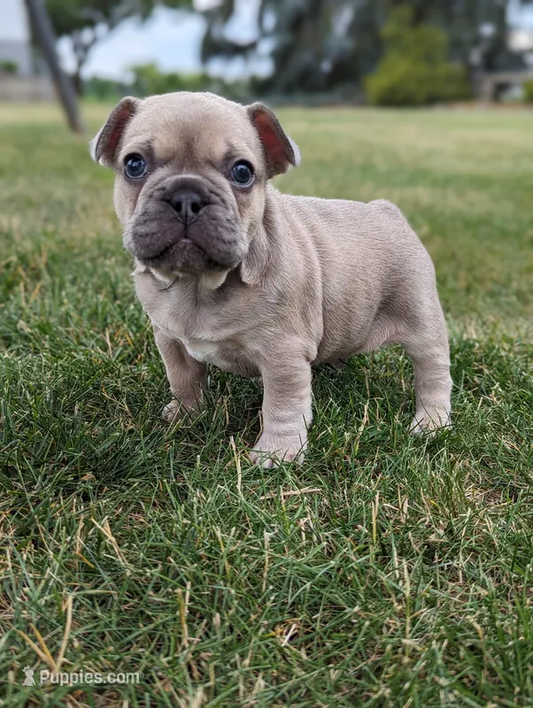 Max – French Bulldog puppy for sale in Newville, PA