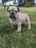 Max, a male French Bulldog for sale in Newville, PA – 1 of 3