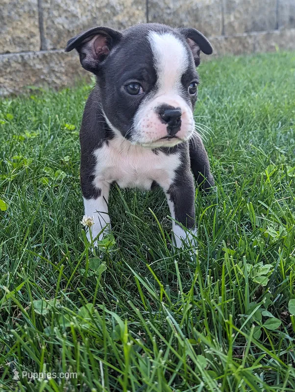 Birdie – Boston Terrier puppy for sale in Newville, PA
