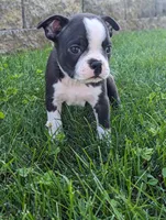 Birdie, a female Boston Terrier for sale in Newville, PA – 1 of 3
