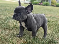 Nutella, a female French Bulldog for sale in Newville, PA – 3 of 3