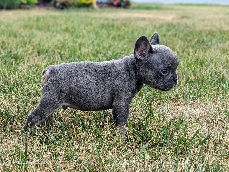 Sam – French Bulldog puppy for sale in Newville, PA