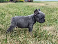 Sam, a male French Bulldog for sale in Newville, PA – 1 of 3