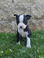 Bea, a female Boston Terrier for sale in Newville, PA – 3 of 3