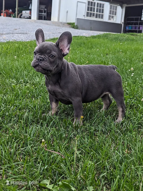Sparkle – French Bulldog puppy for sale in Newville, PA