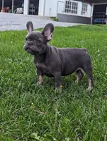 Sparkle, a female French Bulldog for sale in Newville, PA – 1 of 3