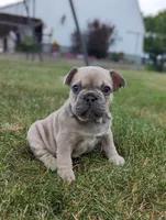 Max, a male French Bulldog for sale in Newville, PA – 2 of 3