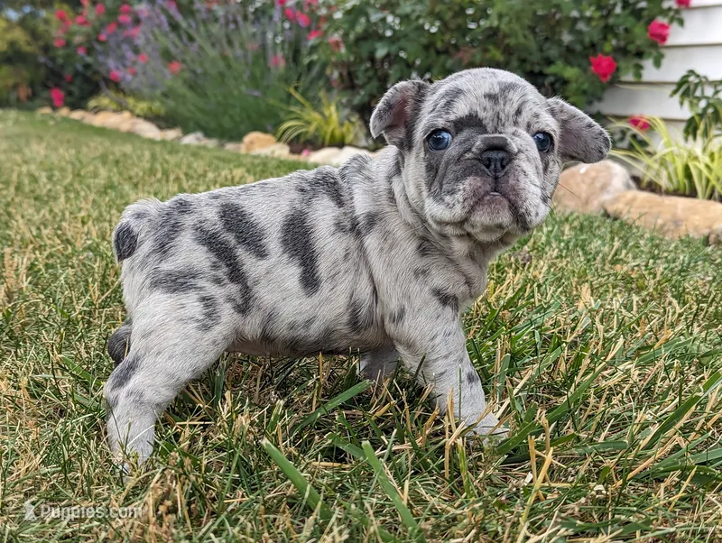 Macy – French Bulldog puppy for sale in Newville, PA