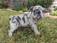 Macy, a female French Bulldog for sale in Newville, PA – 1 of 3