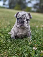 Macy, a female French Bulldog for sale in Newville, PA – 2 of 3