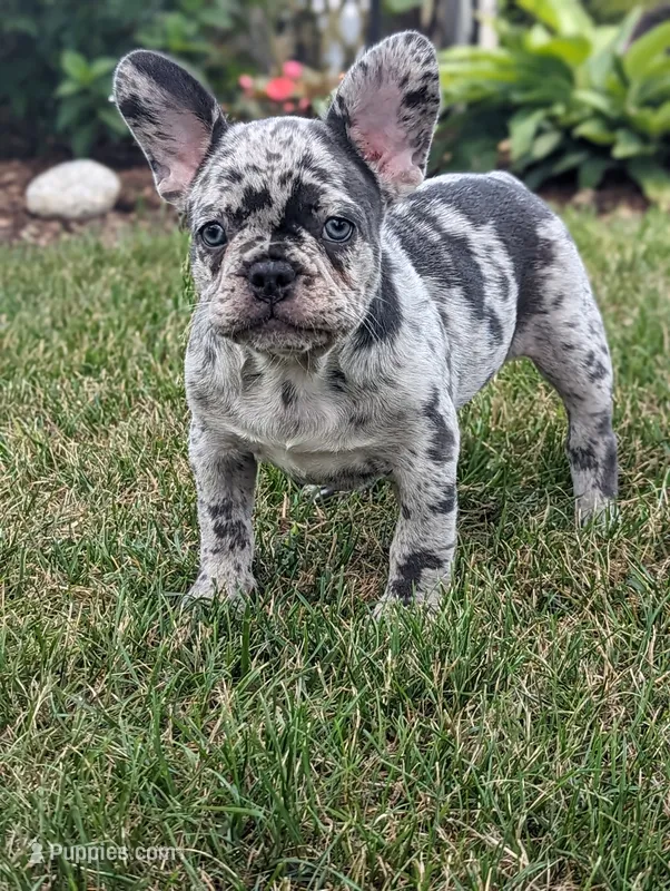 Norma – French Bulldog puppy for sale in Newville, PA