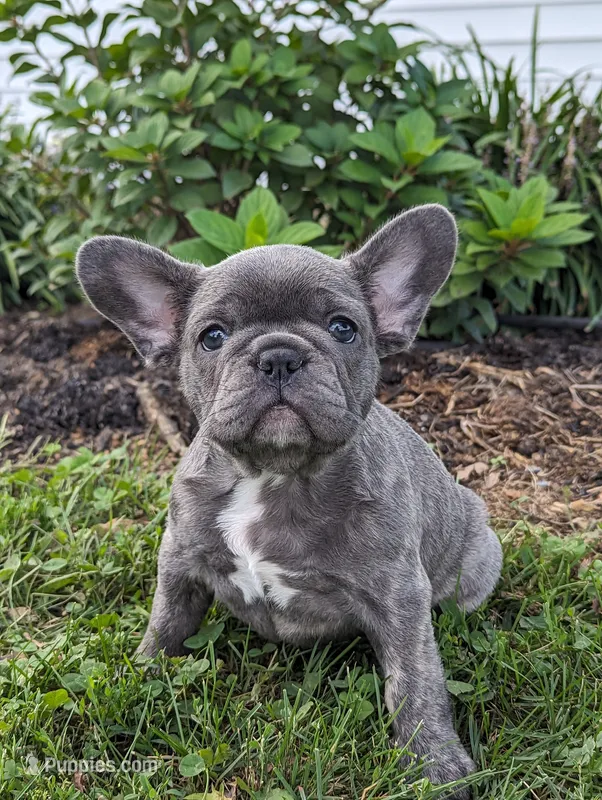 Tracy – French Bulldog puppy for sale in Newville, PA