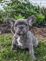 Tracy, a female French Bulldog for sale in Newville, PA – 1 of 3