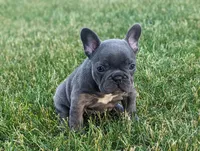 Cora, a female French Bulldog for sale in Newville, PA – 3 of 3