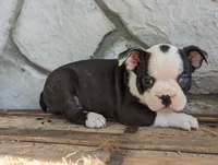 Bear, a male Boston Terrier for sale in Newville, PA – 2 of 3