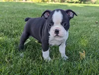 Heidi, a female Boston Terrier for sale in Newville, PA – 2 of 3