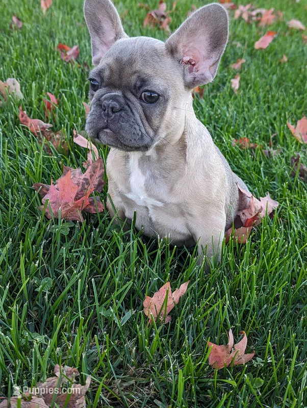 Tori – French Bulldog puppy for sale in Newville, PA