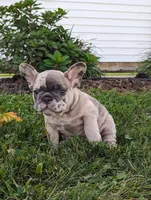 Toby, a male French Bulldog for sale in Newville, PA – 2 of 3