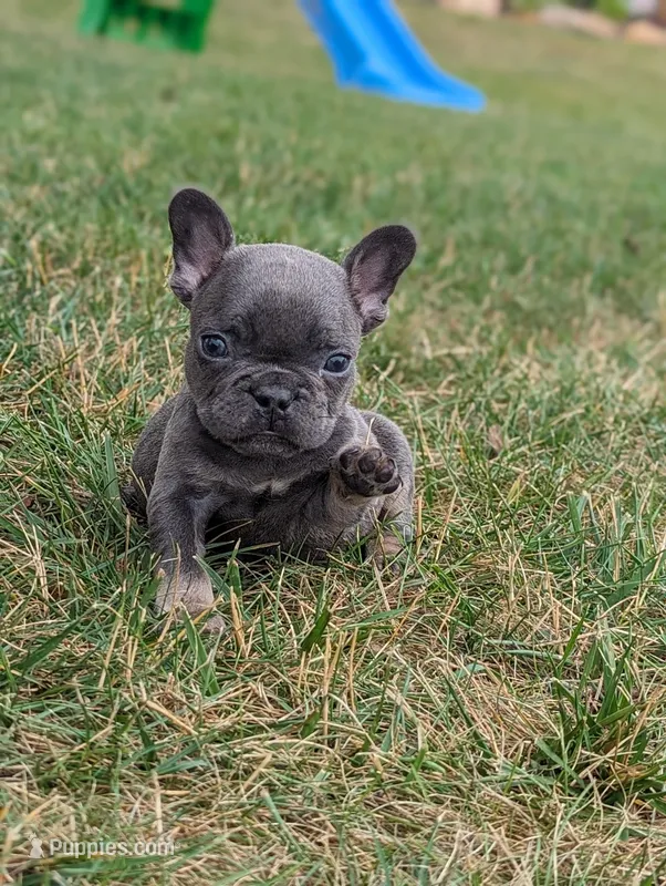 Sam – French Bulldog puppy for sale in Newville, PA