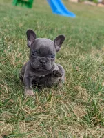 Sam, a male French Bulldog for sale in Newville, PA – 2 of 3