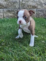 Bambi, a female Boston Terrier for sale in Newville, PA – 3 of 3