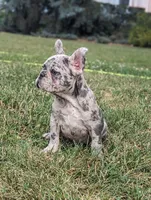 Macy, a female French Bulldog for sale in Newville, PA – 2 of 3