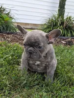 Tulip, a female French Bulldog for sale in Newville, PA – 2 of 3