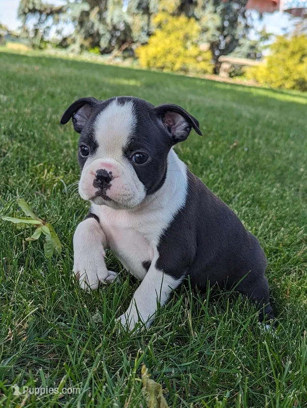 Heidi – Boston Terrier puppy for sale in Newville, PA
