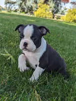 Heidi, a female Boston Terrier for sale in Newville, PA – 1 of 3