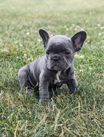 Noelle, a female French Bulldog for sale in Newville, PA – 3 of 3