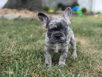 Nacho, a male French Bulldog for sale in Newville, PA – 1 of 3