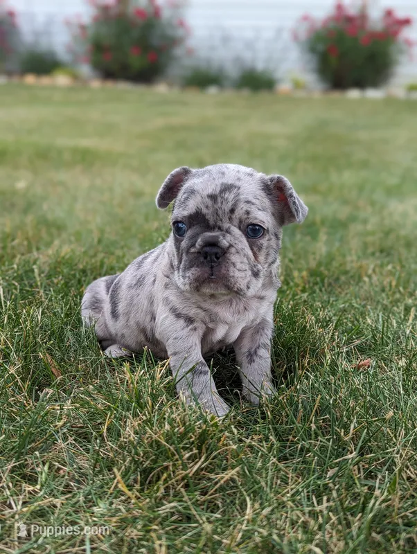 Macy – French Bulldog puppy for sale in Newville, PA