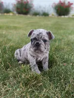 Macy, a female French Bulldog for sale in Newville, PA – 3 of 3