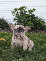 Toby, a male French Bulldog for sale in Newville, PA – 3 of 3