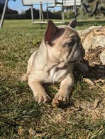 Tori, a female French Bulldog for sale in Newville, PA – 3 of 3