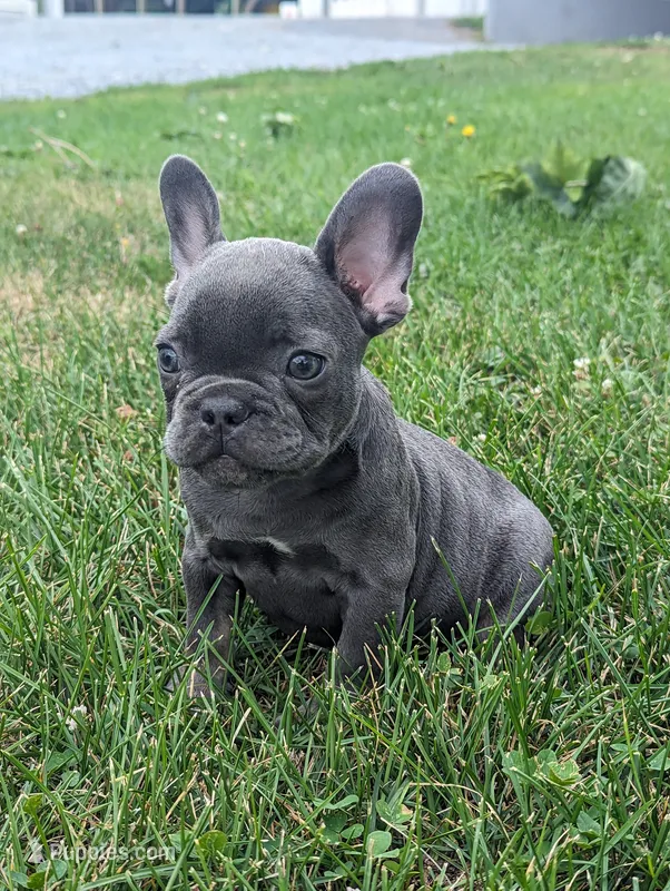Sam – French Bulldog puppy for sale in Newville, PA