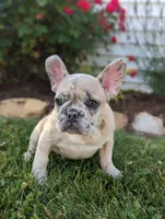 Scott, a male French Bulldog for sale in Newville, PA – 2 of 3