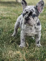 Norma, a female French Bulldog for sale in Newville, PA – 2 of 3