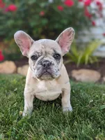 Scott, a male French Bulldog for sale in Newville, PA – 3 of 3