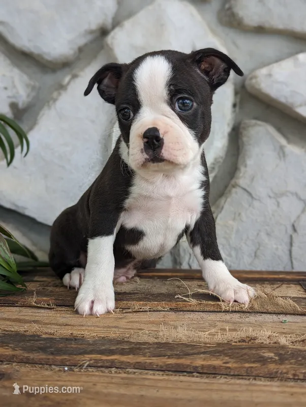 Benji – Boston Terrier puppy for sale in Newville, PA