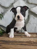 Benji, a male Boston Terrier for sale in Newville, PA – 1 of 3