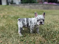 Nancy, a female French Bulldog for sale in Newville, PA – 2 of 3