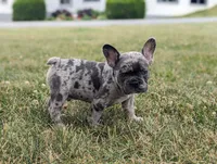 Nacho, a male French Bulldog for sale in Newville, PA – 2 of 3