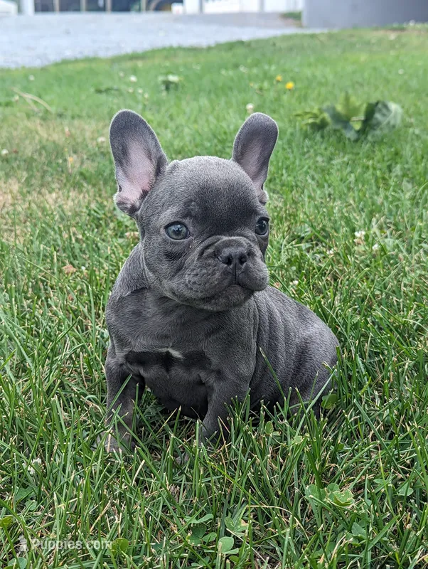 Sam – French Bulldog puppy for sale in Newville, PA
