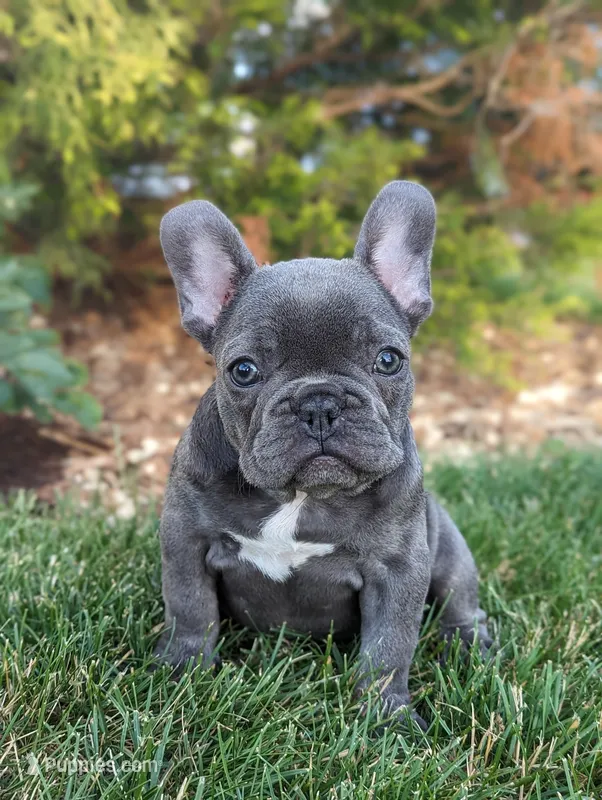 Cora – French Bulldog puppy for sale in Newville, PA